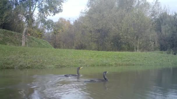 Pareja de Gran Cormorán Negro, Black Shag o Phalacrocorax Carbo, en un lago — Vídeos de Stock