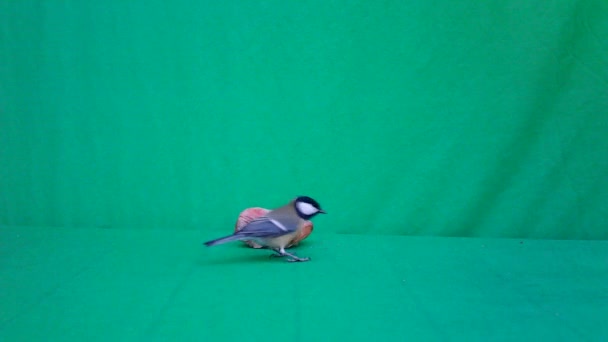 Small Bird Great Tit, Parus major, in Green Screen or Chromakey — ストック動画