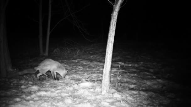 Fox, Vulpes vulpes, wącha ziemię śniegiem szukając jedzenia 1080 wideo — Wideo stockowe