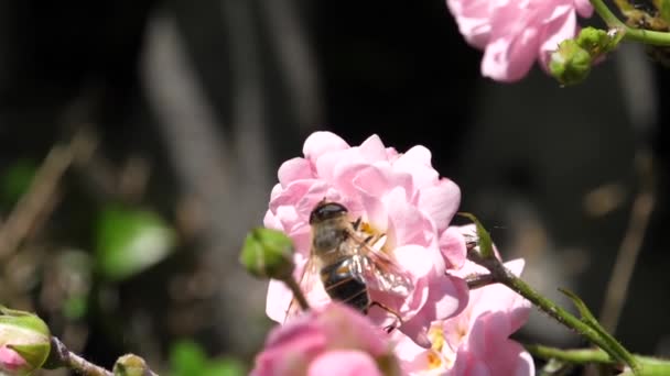 Insect nemen van nectar van roze roos bloemen in slow motion in een zonnige wind dag — Stockvideo