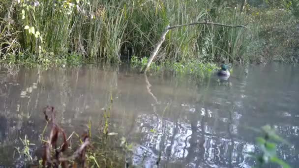 Bir Orman Gölü 'nde, Anas Platyrhynchos' un Erkek Ördekleri. FullHD 'deki Doğa — Stok video