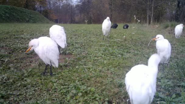 Group of White Water Birds, Western Cattle Egret, Taking care of their Plumage — Stock Video