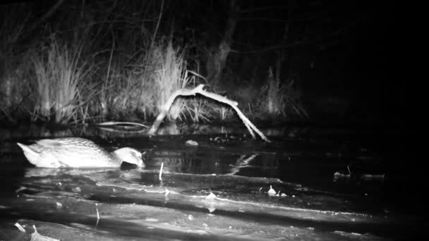 Wild Duck Pair, Mallard Anas Platyrhynchos, Zwemmen op een wetland vijver bij nacht — Stockvideo