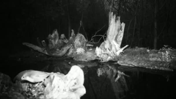 ヨーロッパのロビン、エリサカス・ルベキュラ・ロビン・レドブスト、水のプールの近くの夜 — ストック動画