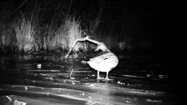 Szoros kép egy Női Mallard kacsa nedves iszap gondolatok a víz — Stock videók