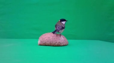 Small Bird Great Tit, Parus major, in Green Screen or Chromakey