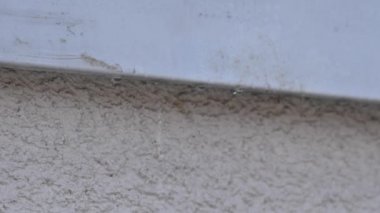 Kağıt Yaban Arısı Yuvası, Polistes Gallicus, Yavaş Çekimde Sprey Böcek İlacıyla Öldürüldü