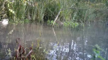 Orman Gölü 'ndeki bir grup Mallard Ducks, Anas Platyrhynchos. FullHD 'deki Doğa