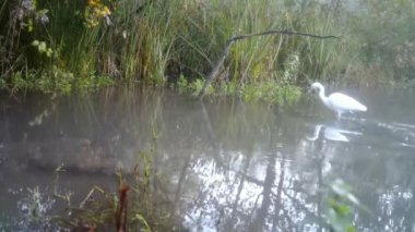 Batı Egret, Bubulcus Ibis, Ormanda Yürüyen Göl