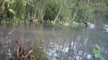 Orman Gölü 'ndeki bir grup Mallard Ducks, Anas Platyrhynchos. FullHD 'deki Doğa