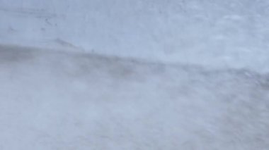 Kağıt Yaban Arısı Yuvası, Polistes Gallicus, Yavaş Çekimde Sprey Böcek İlacıyla Öldürüldü