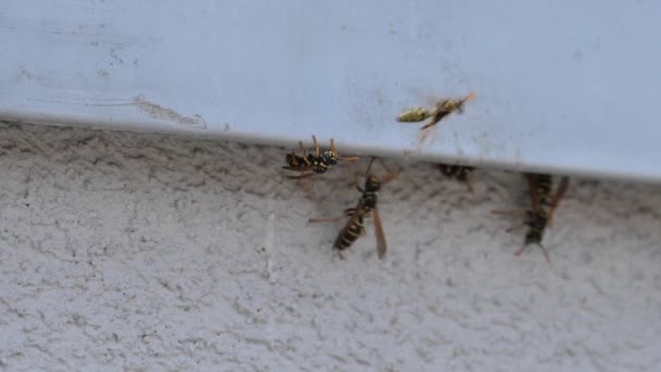 Гнездо бумажной осы, Полистес Галликус, убит спреем инсектицида в медленном движении — стоковое видео
