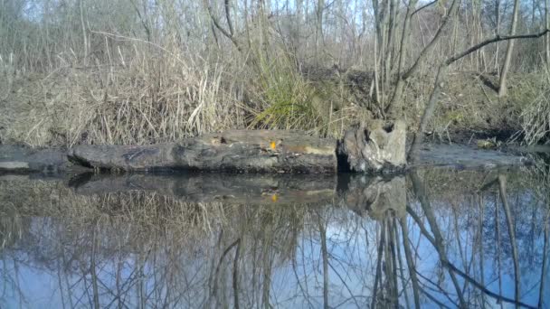 Маленькі птахи їдять насіння в колоді, недалеко від ставка на водних ресурсах в сонячний день — стокове відео