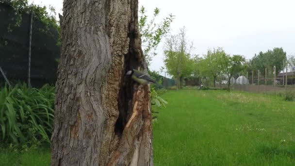 Vidéo au ralenti d'un petit oiseau entrant dans le nid dans un vieux tronc d'arbre — Video