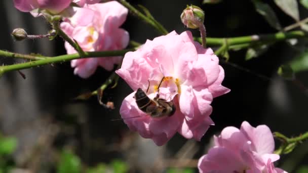 Closeup de um inseto tomando néctar de flor de rosa em câmera lenta em um dia ensolarado — Vídeo de Stock