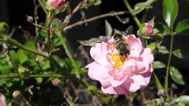 Nahaufnahme einer Biene, die in Zeitlupe Nektar von einer rosafarbenen Rosenblüte nimmt — Stockvideo