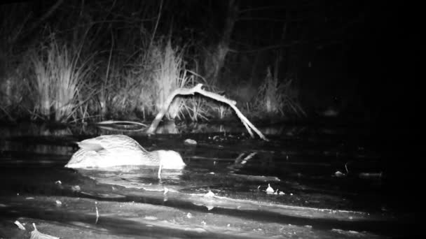 Divoký Mallard Duck, Anas Platyrhynchos, Jíst a plovoucí na jezeře v noci — Stock video