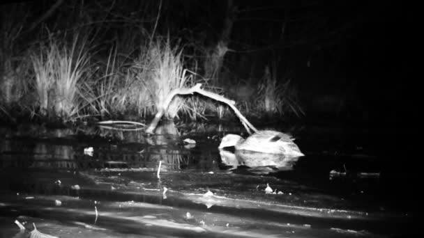 Un oiseau aquatique Canard colvert, Anas Platyrhynchos, Mange dans un étang humide la nuit — Video