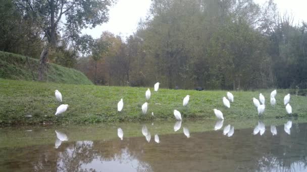 Группа белых птиц улетела от озера — стоковое видео