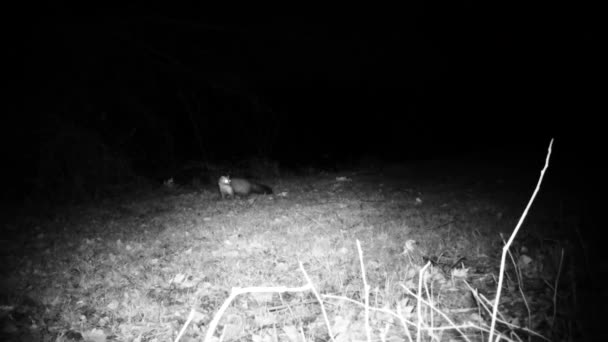 A Marten, Martes Foina, stone marten, house marten, in a forest in the night — Stock Video