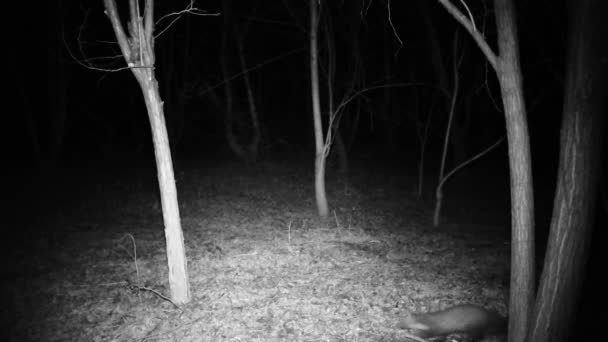 Marten, Martes Foina, di hutan di malam musim dingin. Video 1080p. — Stok Video