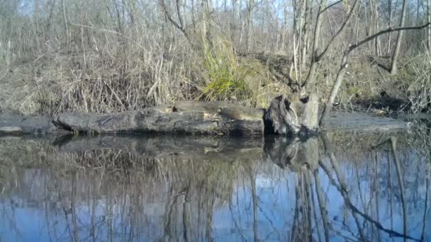 欧洲罗宾，Erithacus Rubecula或Robin Redbreast，在池塘的原木中 — 图库视频影像
