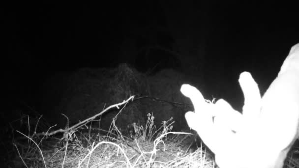 Chevreuil mâle, Capreolus Capreolus, avec cornes scène vue de près dans la nuit d'hiver — Video