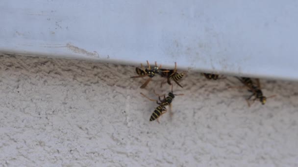 Nahaufnahme einer Wespe, die das Nest durch Flügelschlag abkühlt — Stockvideo