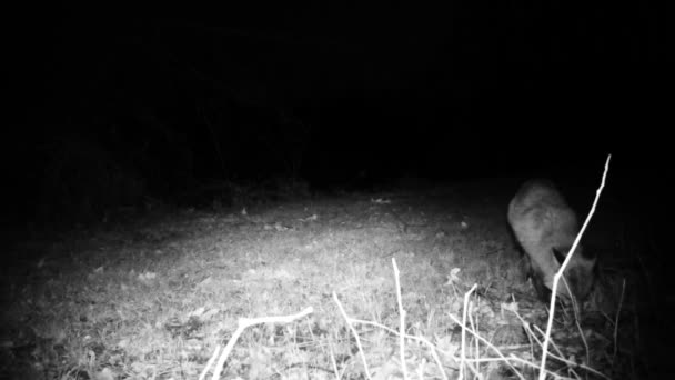 Zorro rojo, Vulpes vulpes, en una noche de invierno en un bosque. Vídeo Naturaleza y Vida Silvestre — Vídeo de stock