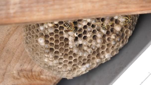 Wasp Dödad med sprayinsekticid — Stockvideo