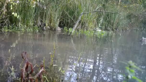 A Group of Mallard Ducks, Anas Platyrhynchos, in a Forest Lake Природа в фульбе — стокове відео