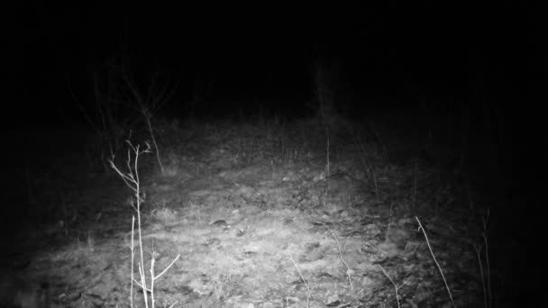 Fox, Vulpes vulpes, caminha em uma floresta na noite FullHD vídeo — Vídeo de Stock
