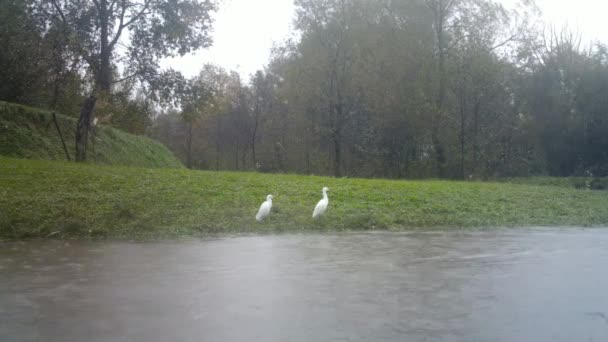 上陸し、西部の牛の大規模な群れを脱出Egret, Bubulcus Ibis — ストック動画