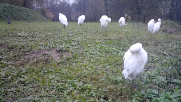 White Water Birds, Western Cattle Egret, het verzorgen van de Plumage en take-off — Stockvideo