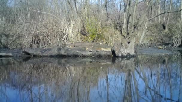 Aves pequeñas de color marrón camuflado come sobre un tronco en el lago con reflejos — Vídeo de stock