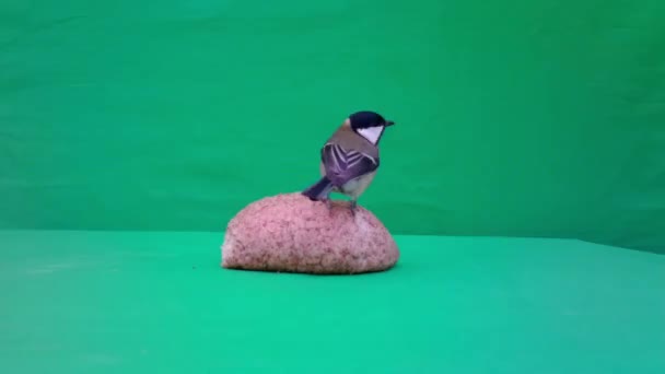 Small Bird Great Tit, Parus major, in Green Screen or Chromakey — Stockvideo