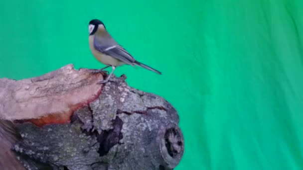 Small Bird Great Tit, Parus major, in Green Screen or Chromakey — Stock Video