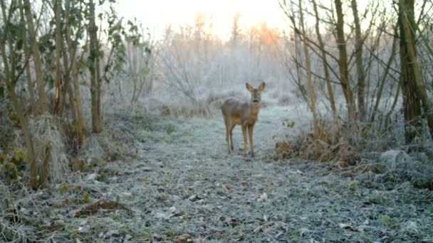 Cervo-de-roe, Capreolus capreolus, numa floresta num dia de Inverno. Animais de Vídeo Full HD — Vídeo de Stock