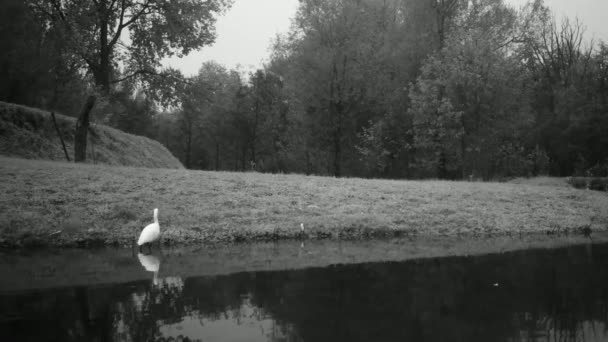 ブラックホワイトビデオで水の反射を持つ湖で一人でシングルホワイトバード — ストック動画