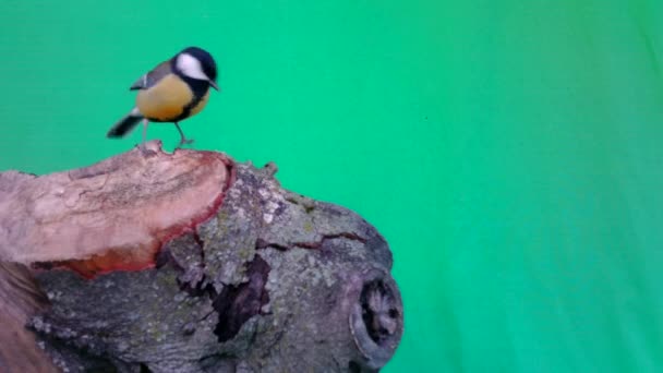 Small Bird Great Tit, Parus major, in Green Screen or Chromakey — Stock Video