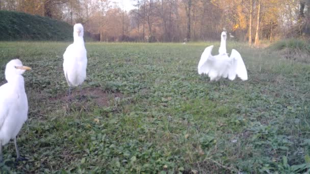 Λευκά υδρόβια πτηνά, δυτικά βοοειδή Egret, γη και απογείωση από ένα πεδίο χόρτο — Αρχείο Βίντεο