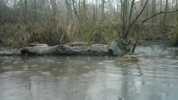 Mallard Ducks, Anas Platyrhynchos, di Pond in a Swamp Wood in a Rainy day — Stok Video
