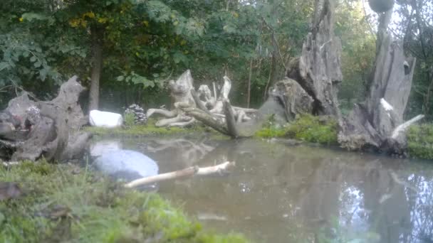 European Robin, Erithacus Rubecula or Robin Redbreast, eats near a pool of water — Stock Video