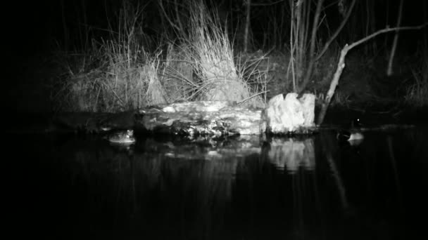 Δύο Mallard πάπιες, Anas Platyrhynchos, κοντά σε ένα κούτσουρο σε ένα βάλτο μέσα στη νύχτα — Αρχείο Βίντεο