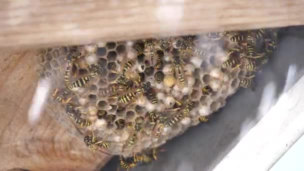 Skott av spray insekticid dödar alla getingar i ett bo under ett trätak — Stockvideo