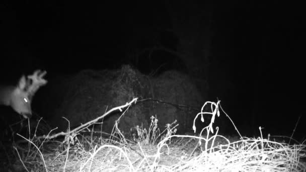 Erkek Roe geyiği, Capreolus Capreolus, kış gecelerinde boynuzları yakın sahne manzaralı. — Stok video