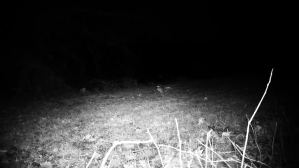 Huis Muis, Mus Musculus, in een veld in de nacht. Natuur en flora en fauna Video. — Stockvideo