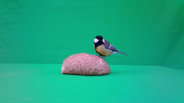 Small Bird Great Tit, Parus major, in Green Screen or Chromakey — Stock Video