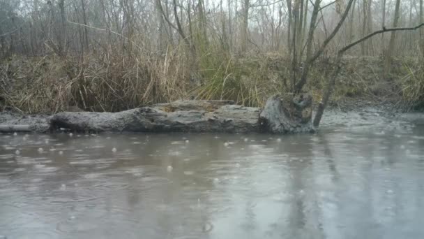 Water Rail, Rallus Aquaticus, come em um log em um pântano em um dia chuvoso . — Vídeo de Stock