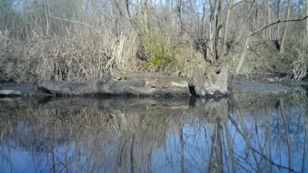 Grupo de pequenos pássaros marrons camuflados come em um tronco no lago com reflexões — Vídeo de Stock